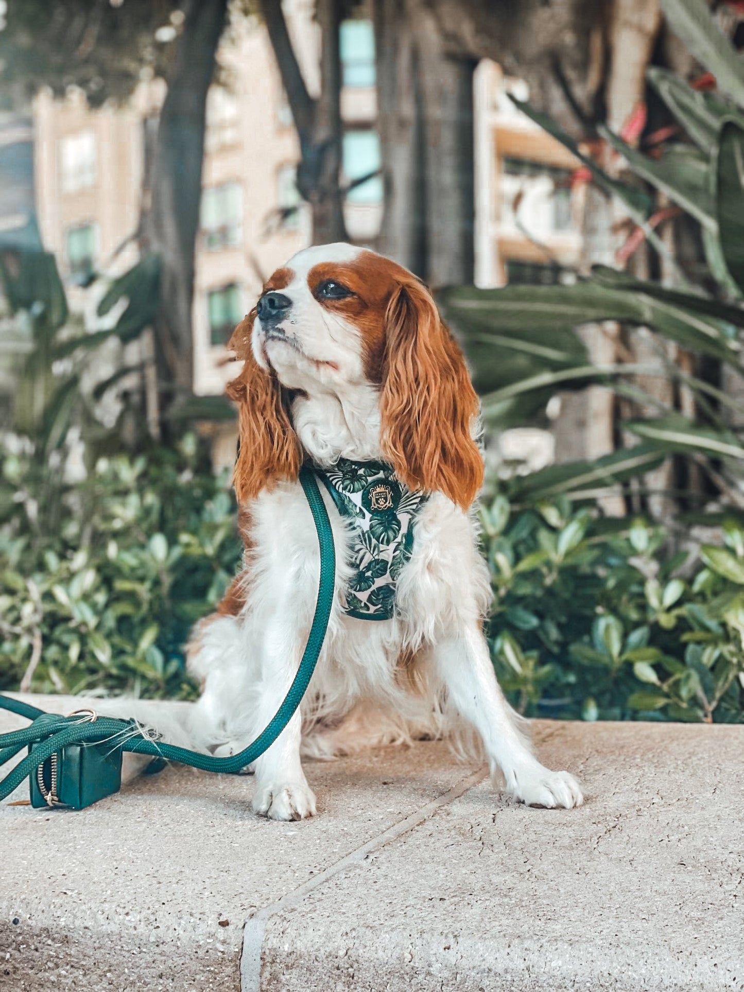 The Classic Harness - Palma