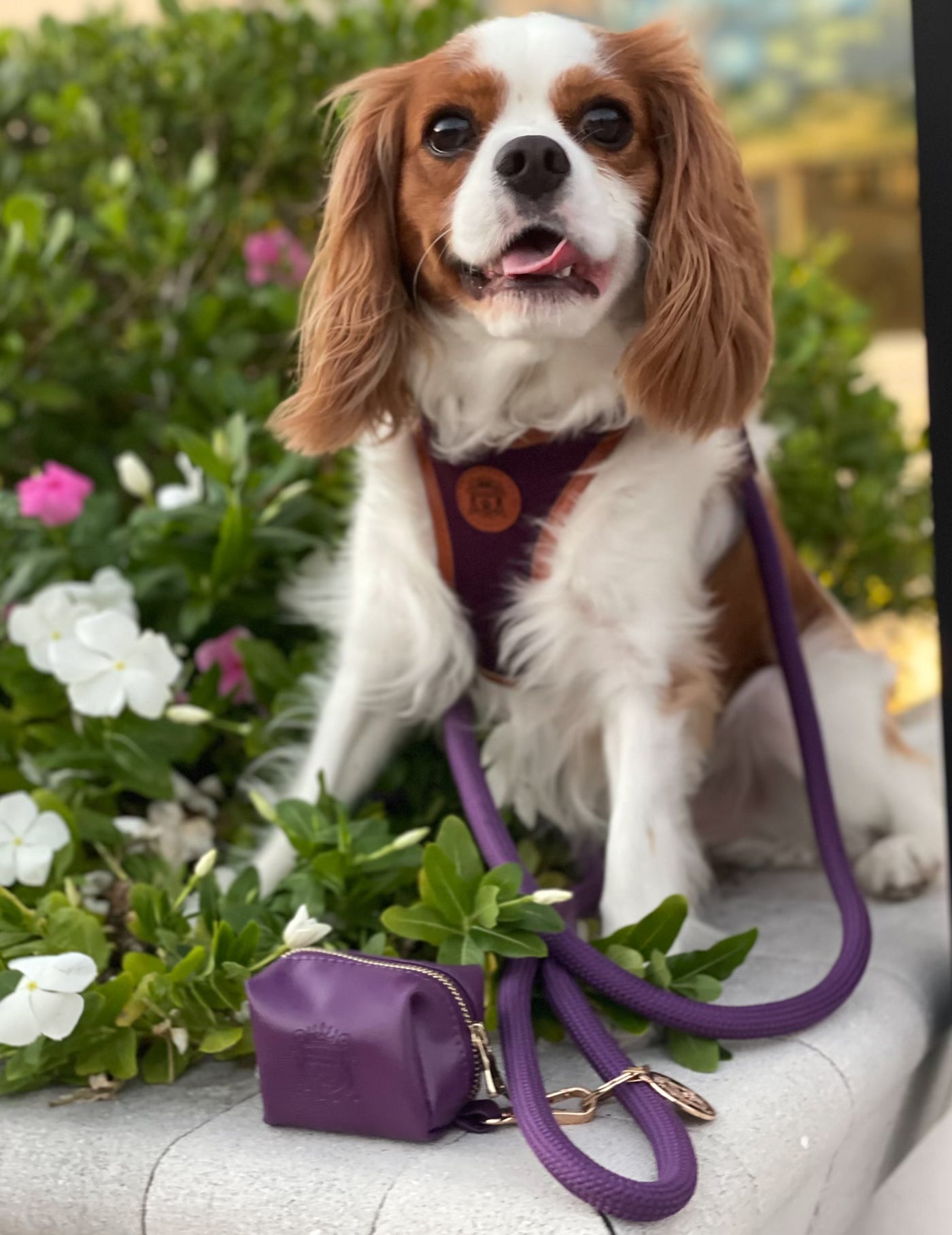 The Classic Harness - Fig