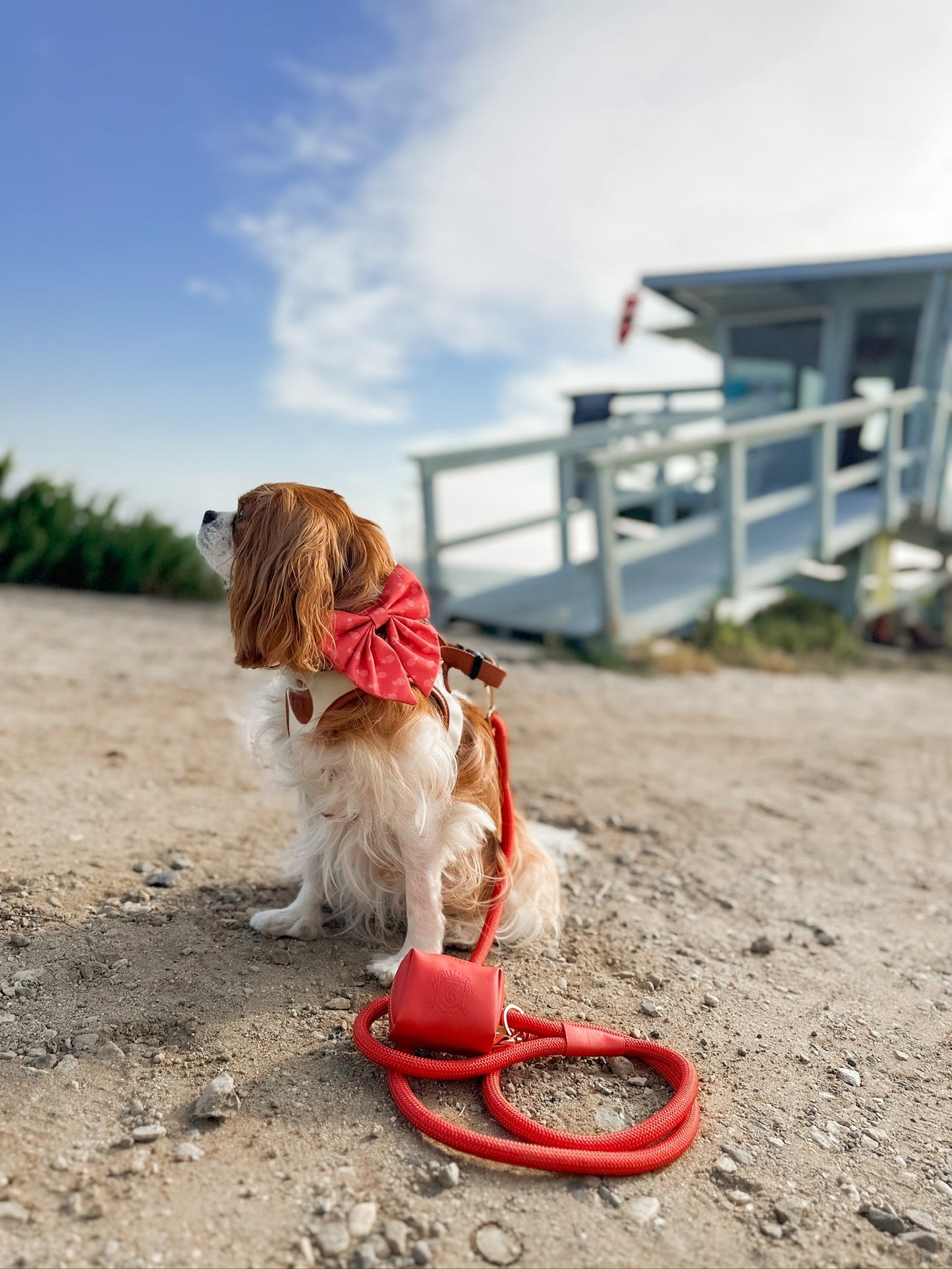 The Classic Leash - Coral