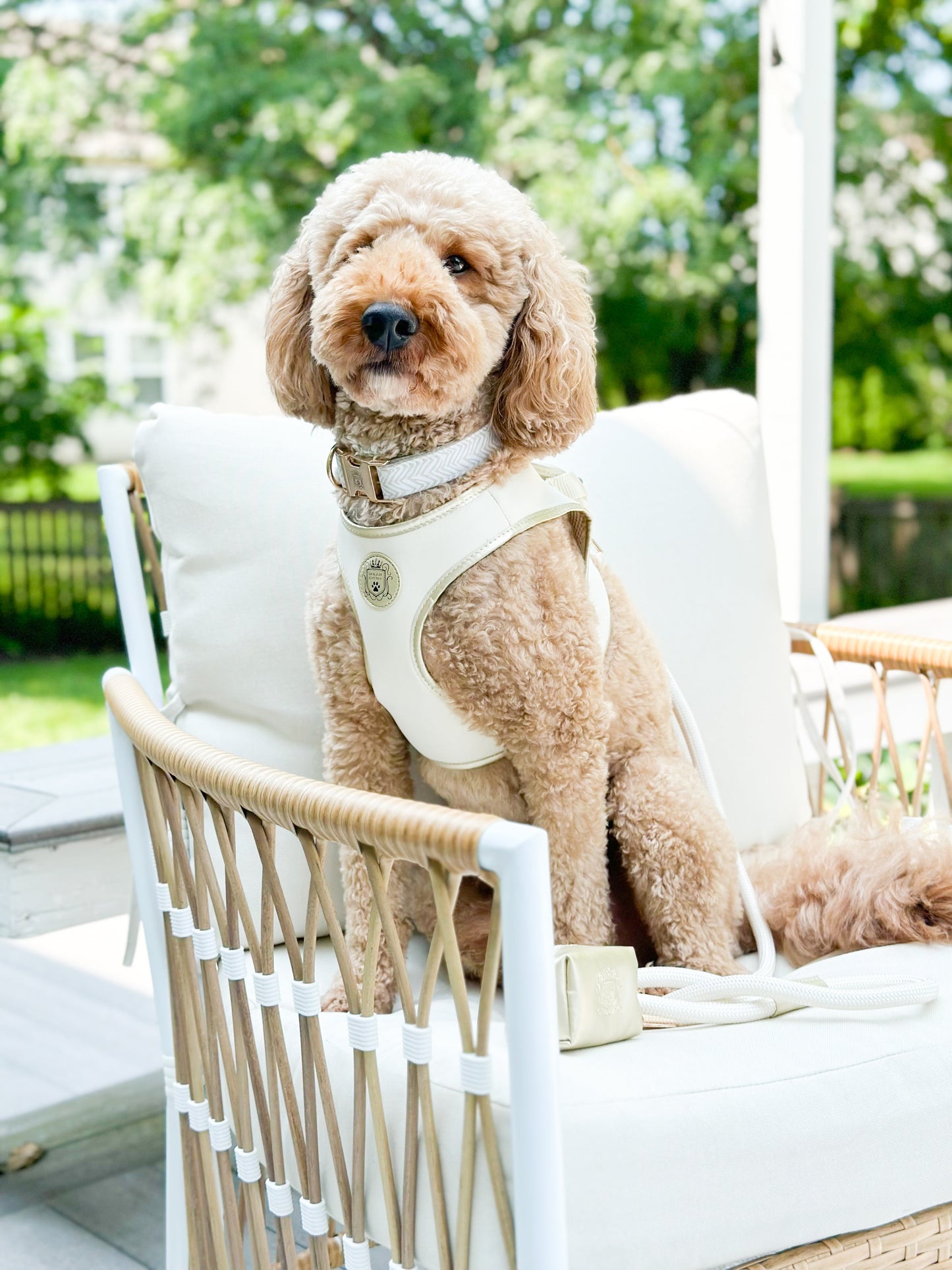 The Classic Leash - Champagne
