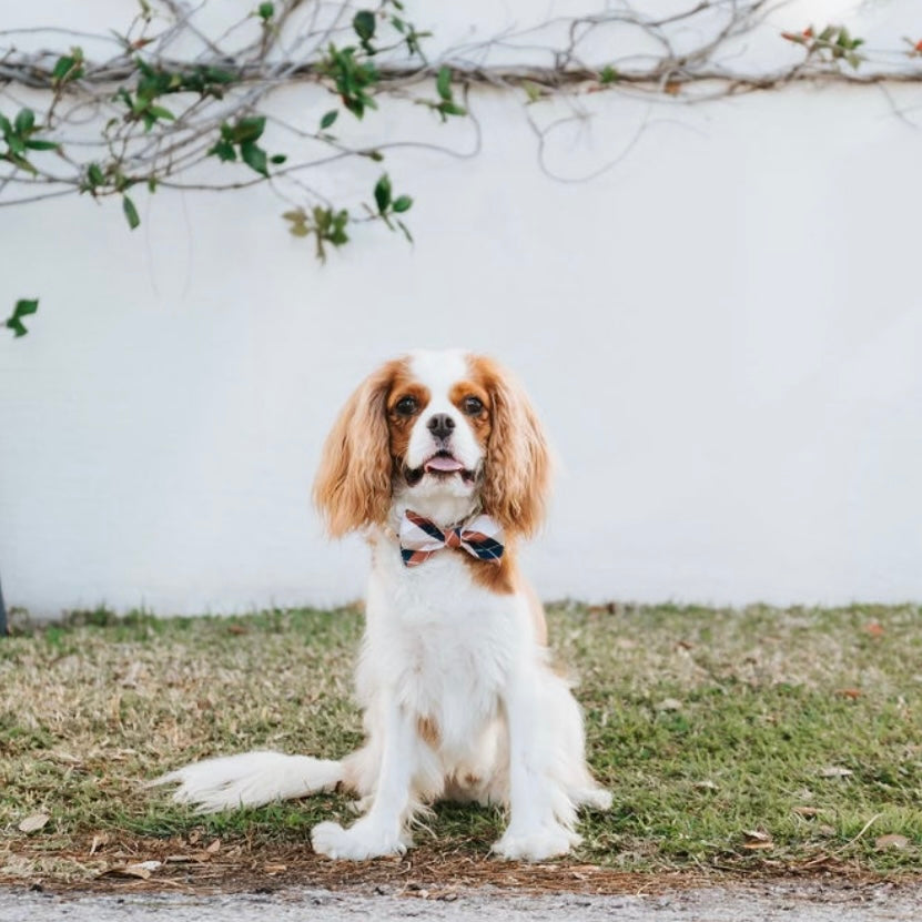 The Doggie Bow Tie - Brooklyn