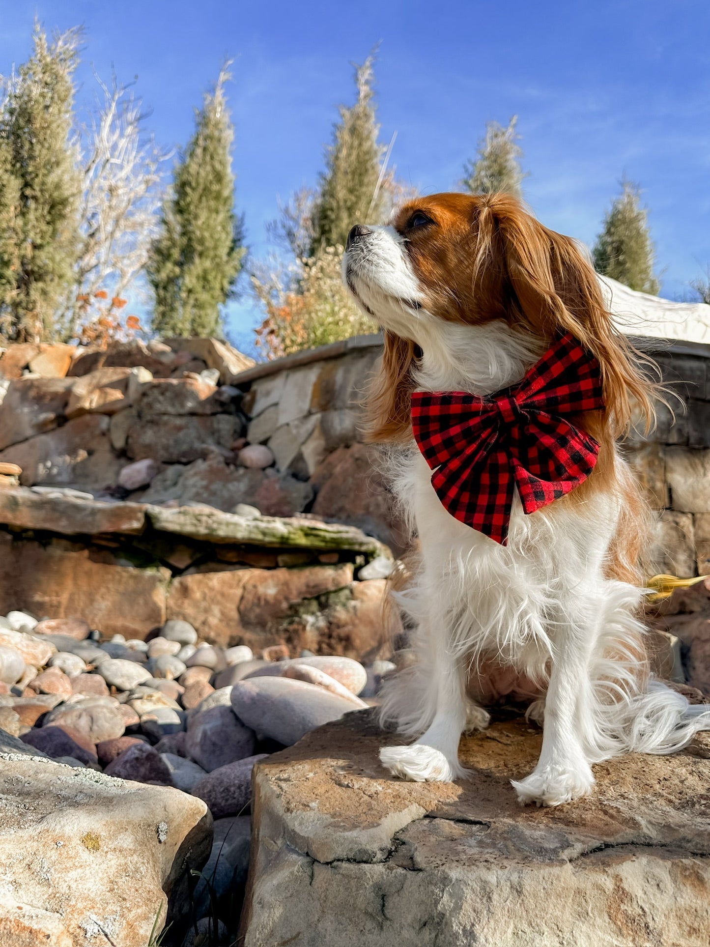 The Doggie Collar - Aspen