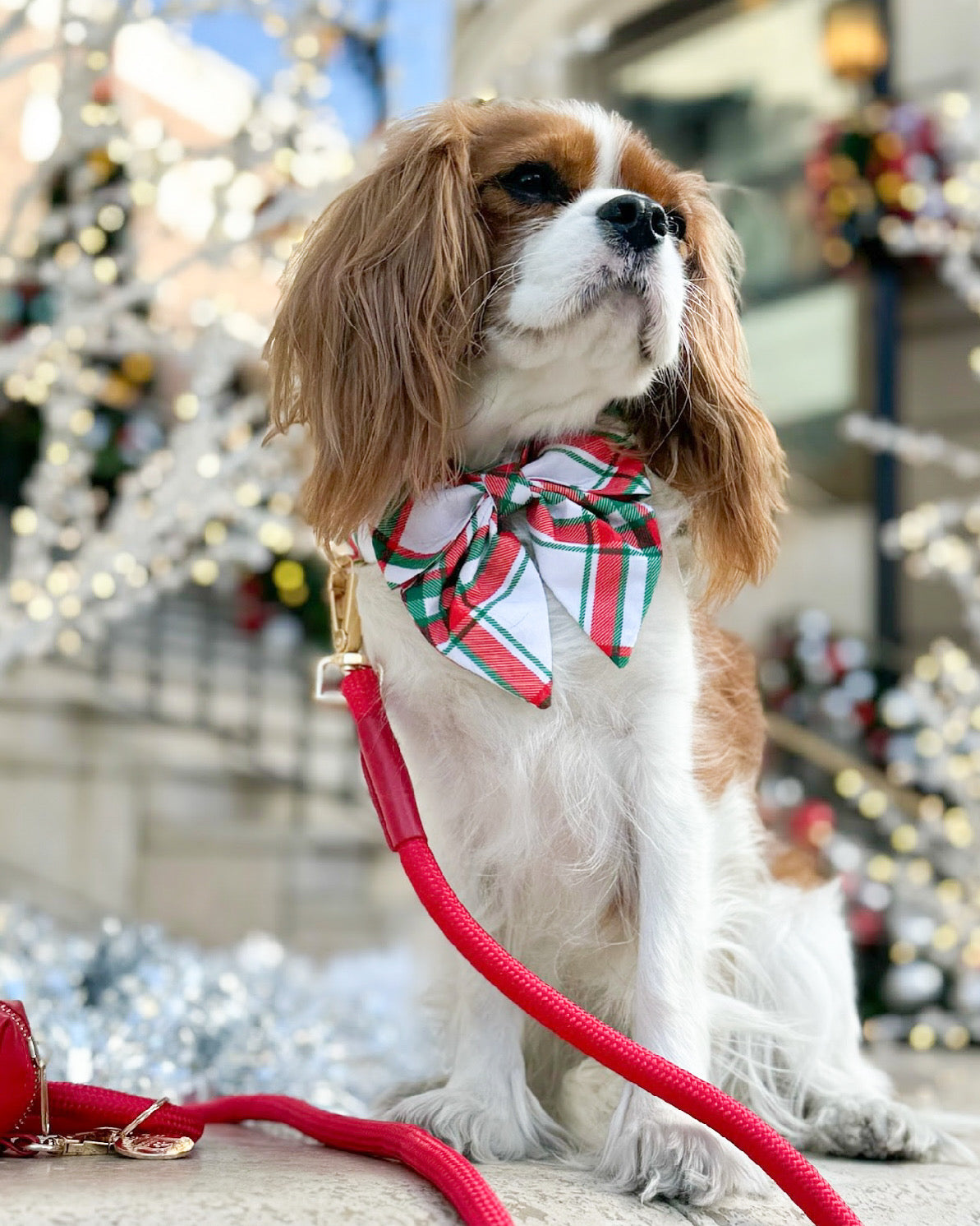 The Doggie Collar - Roma