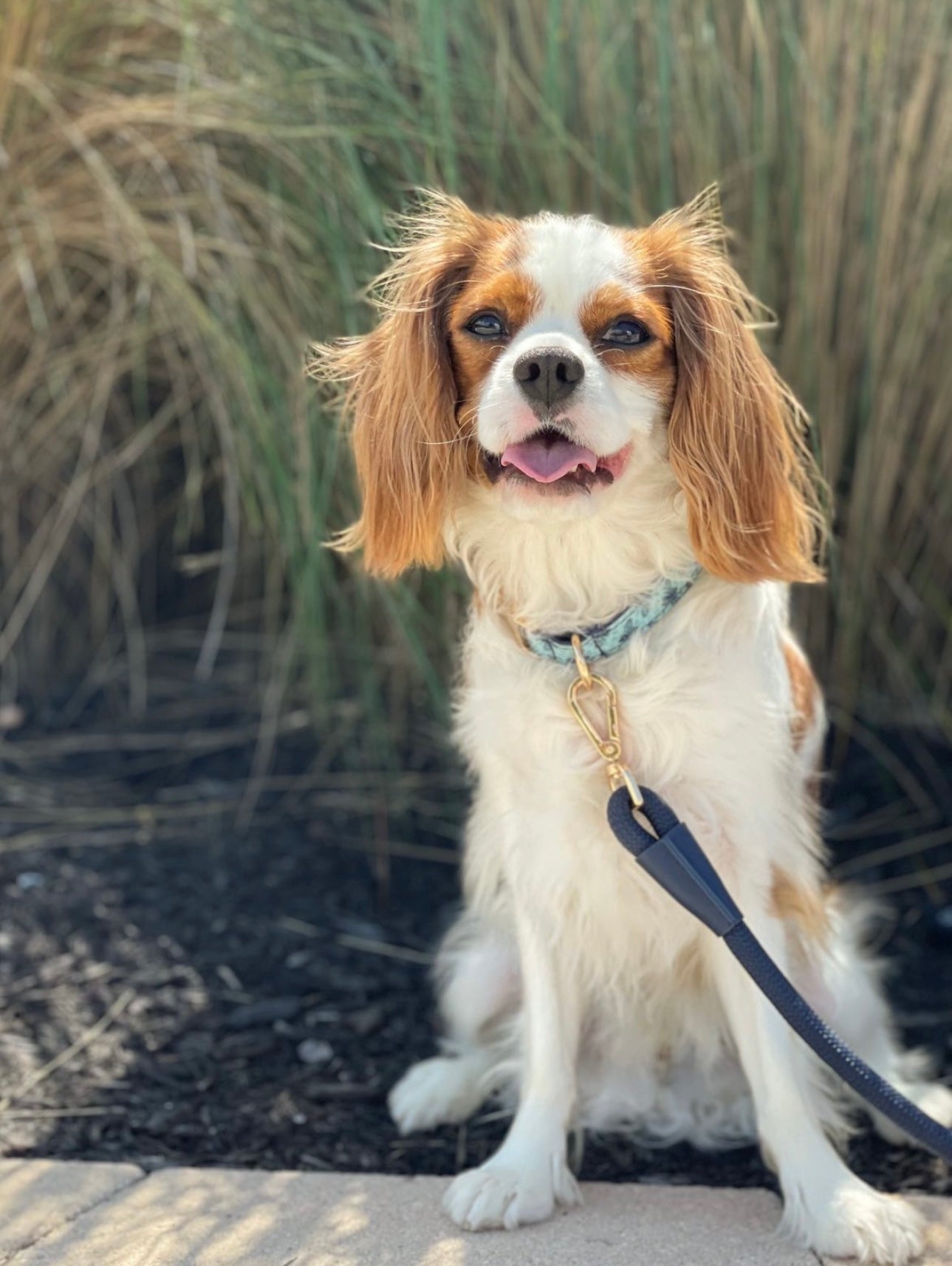The Doggie Collar- Manuka Road