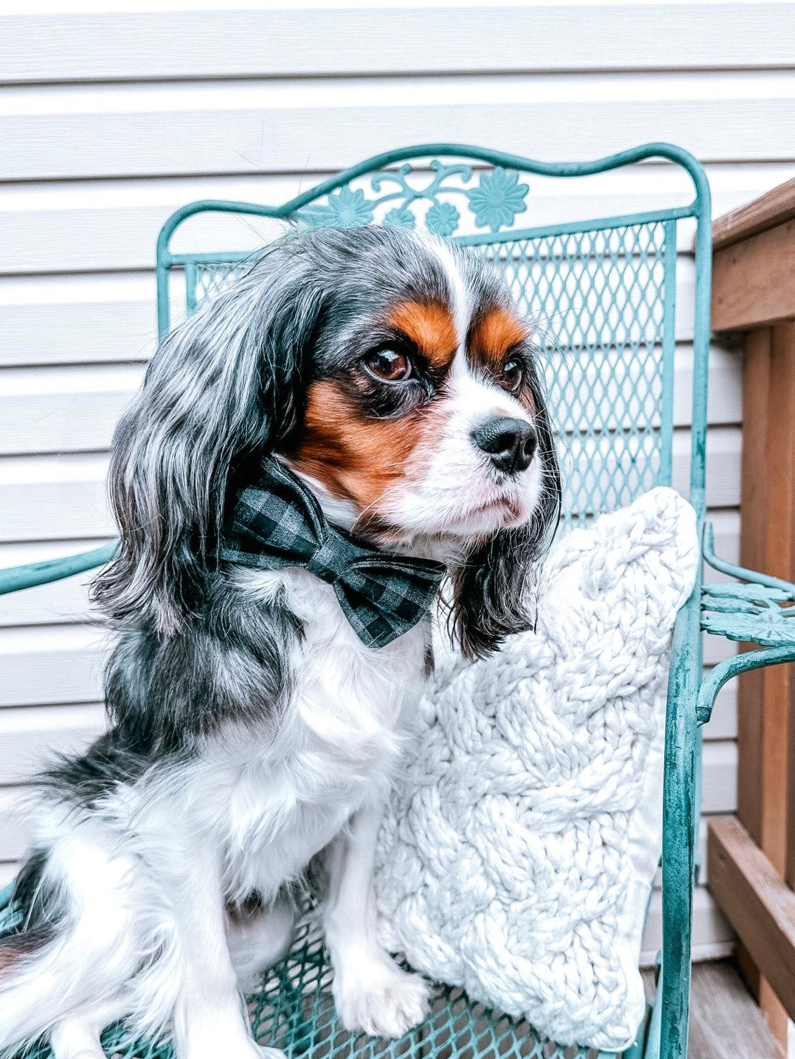 The Doggie Bow Tie - Denver