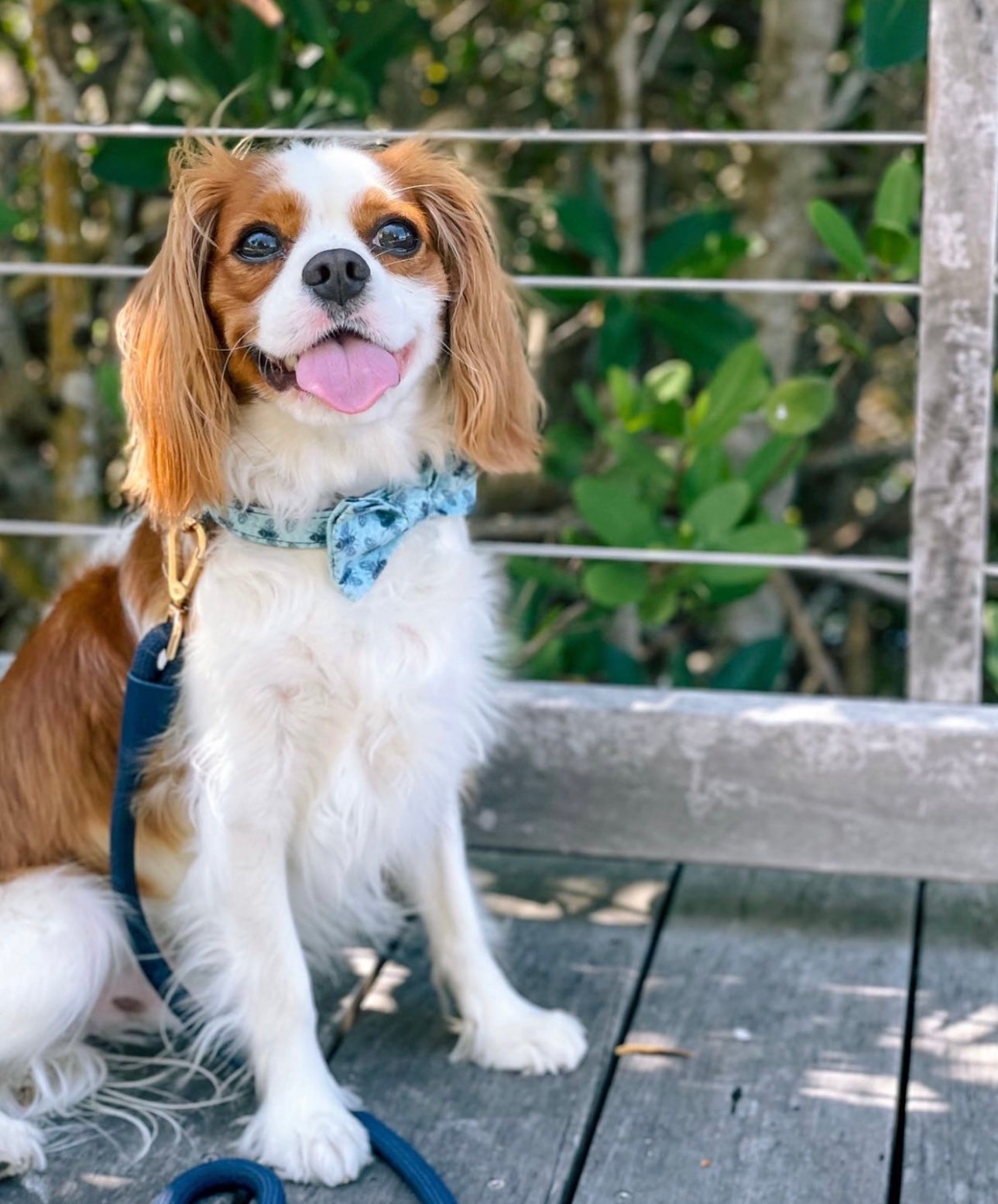 The Doggie Bow Tie - Manuka Road