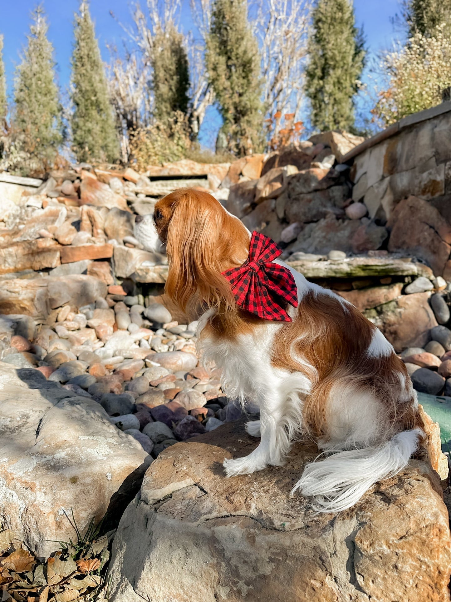 The Doggie Collar - Aspen