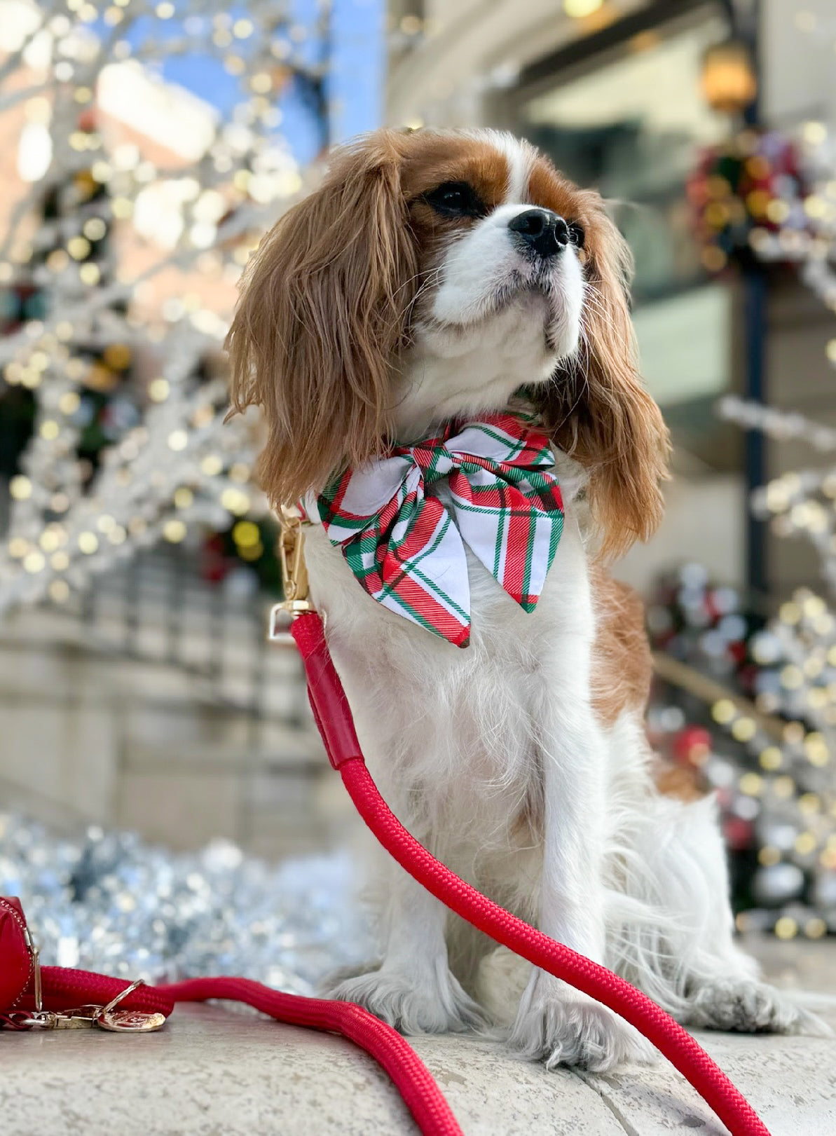 The Classic Leash - Candy Apple