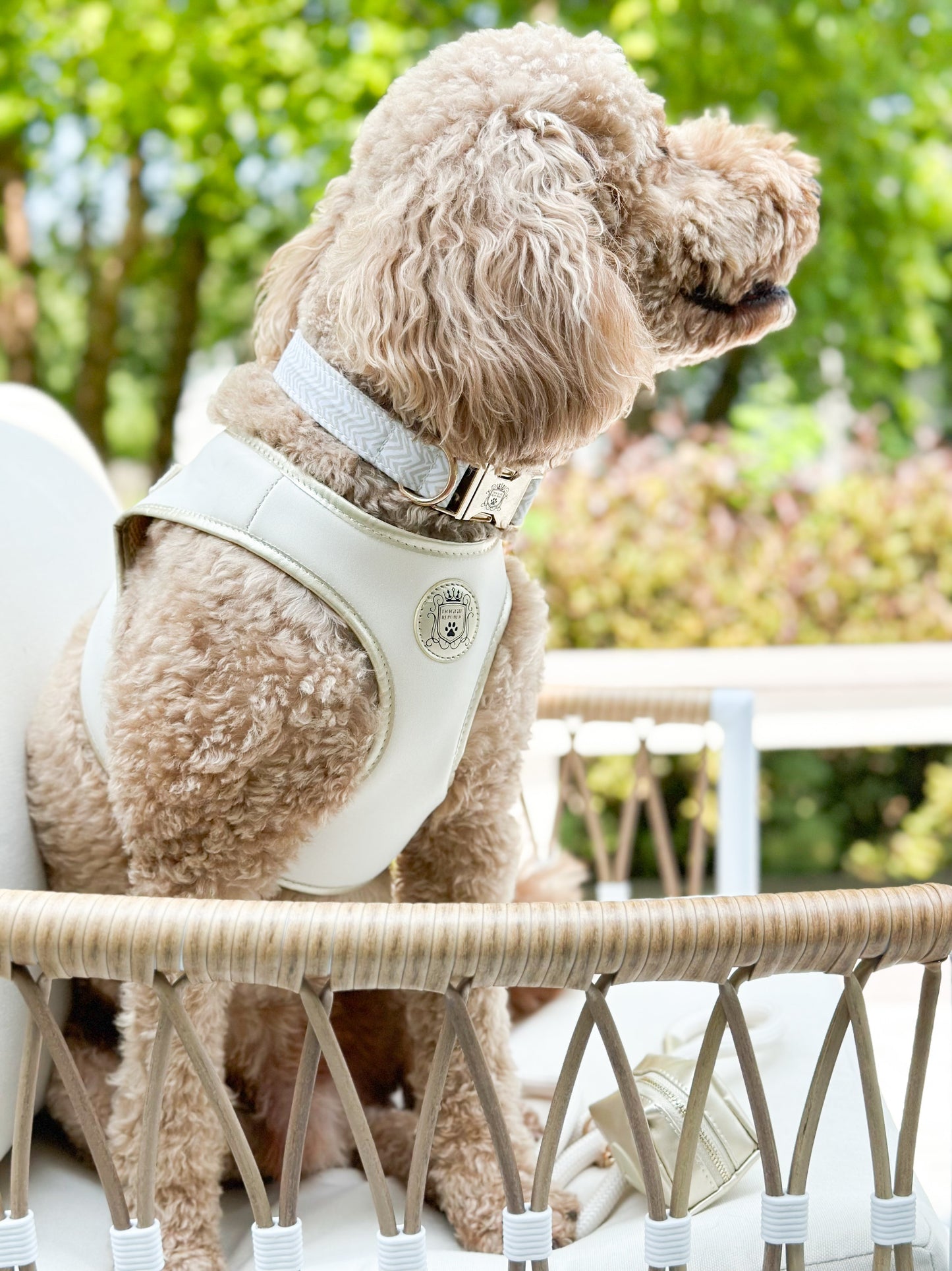 The Classic Harness - Champagne