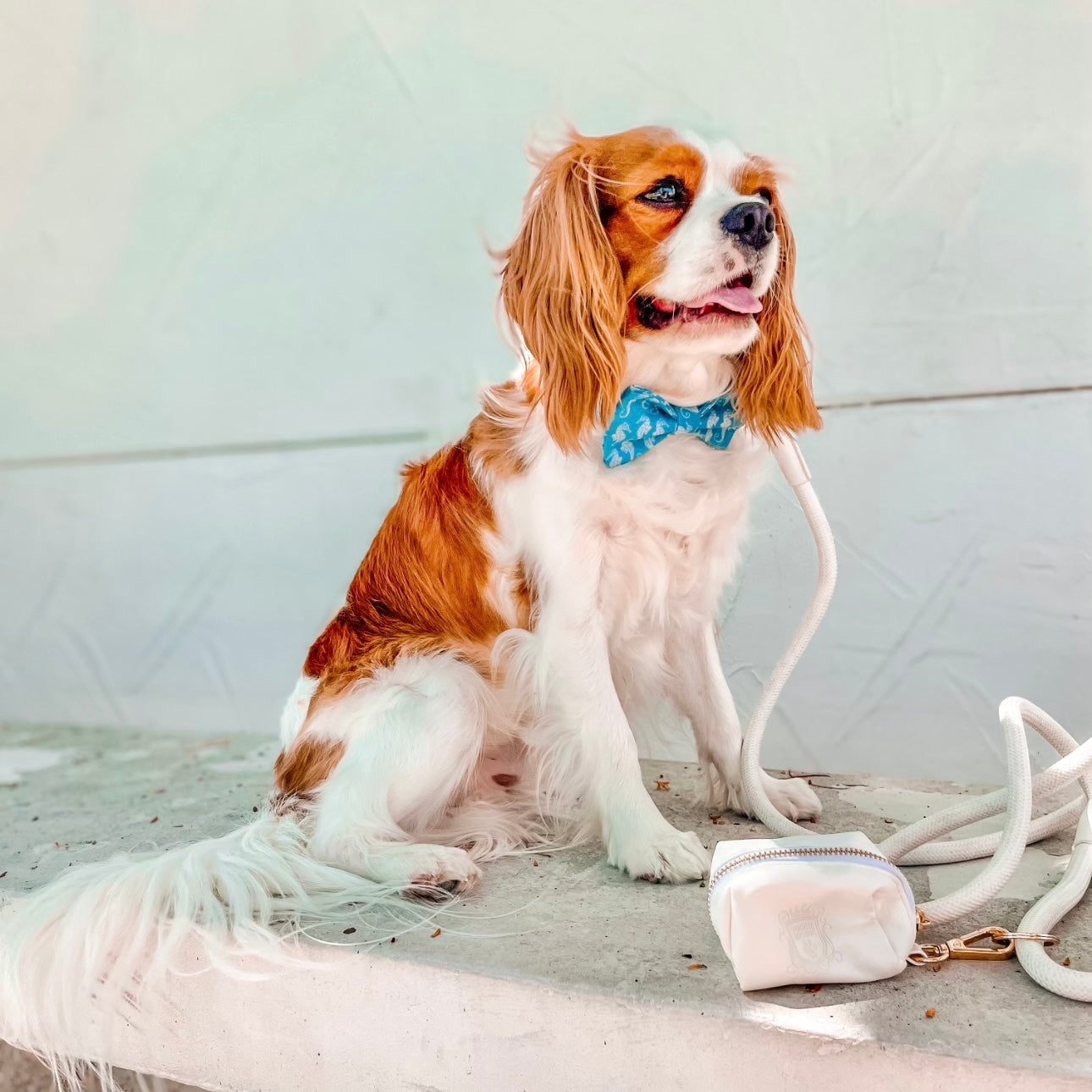 The Doggie Bow Tie - Maui