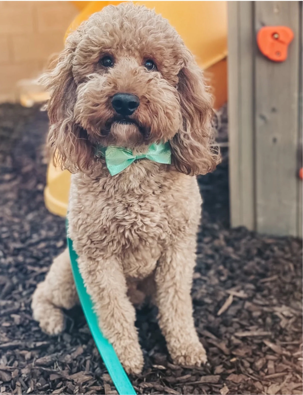 The Everyday Tuxedo Bow Tie - Aqua Mint