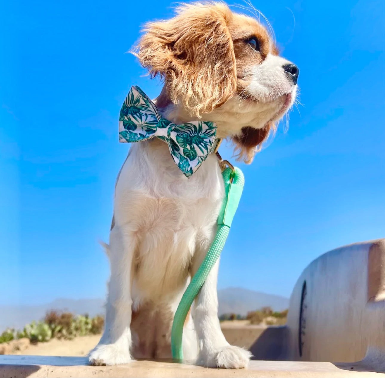 The Classic Leash - Aqua Mint