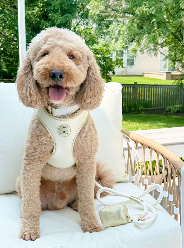 The Classic Harness - Champagne