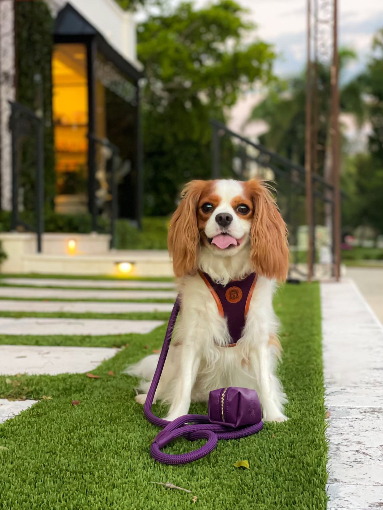 The Classic Harness - Fig