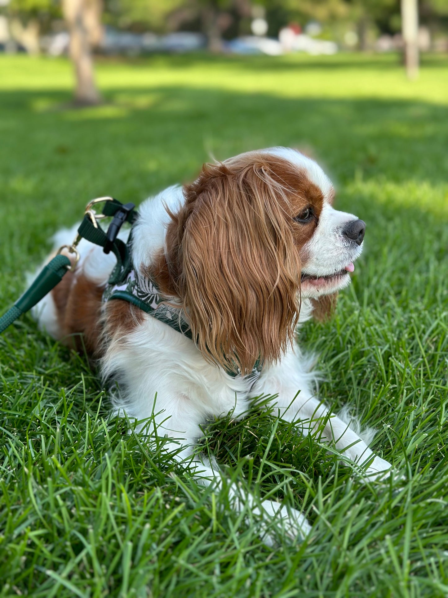 The Classic Harness - Palma