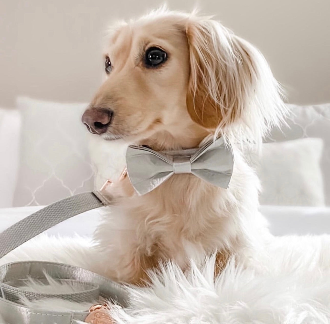 The Everyday Tuxedo Bow Tie - Chrome