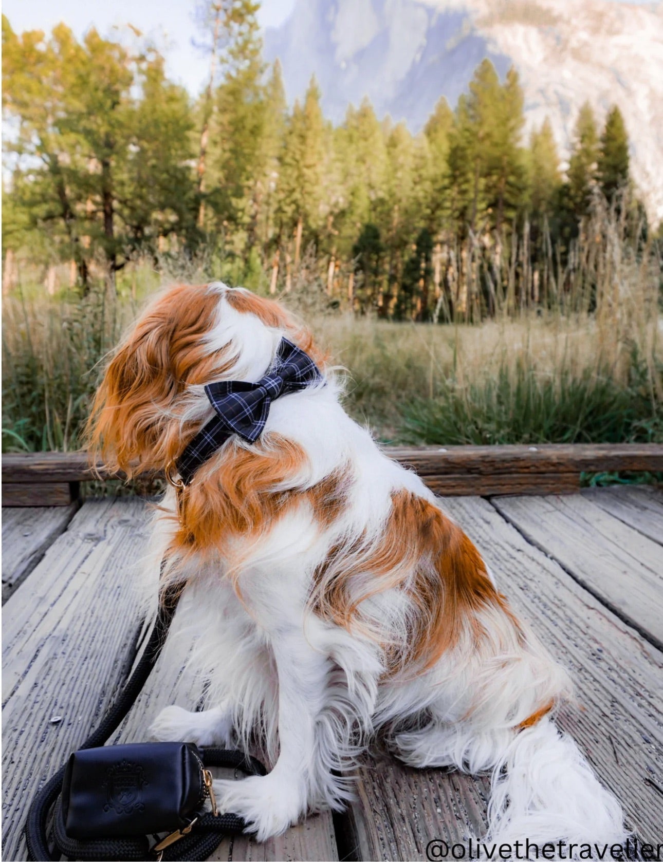 The Classic Leash - Licorice (Gold Hardware)
