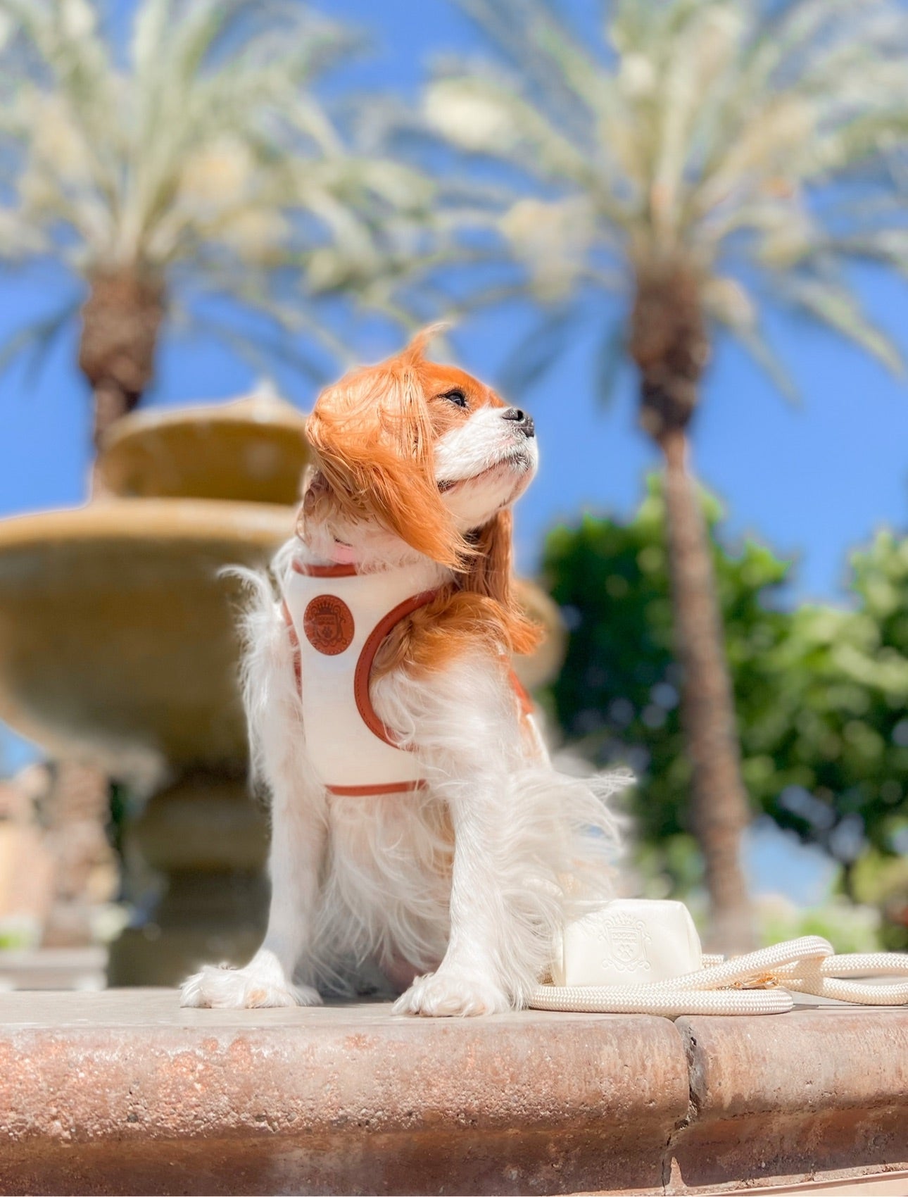The Classic Leash - Coconut