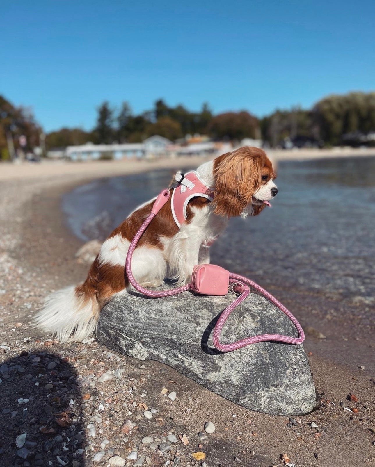 The Classic Harness - Malibu