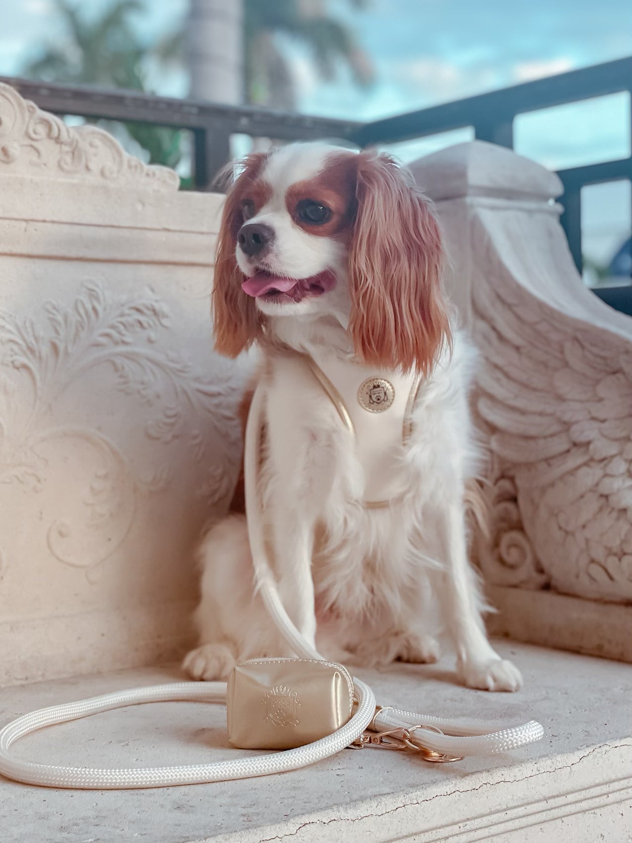 The Classic Leash - Champagne