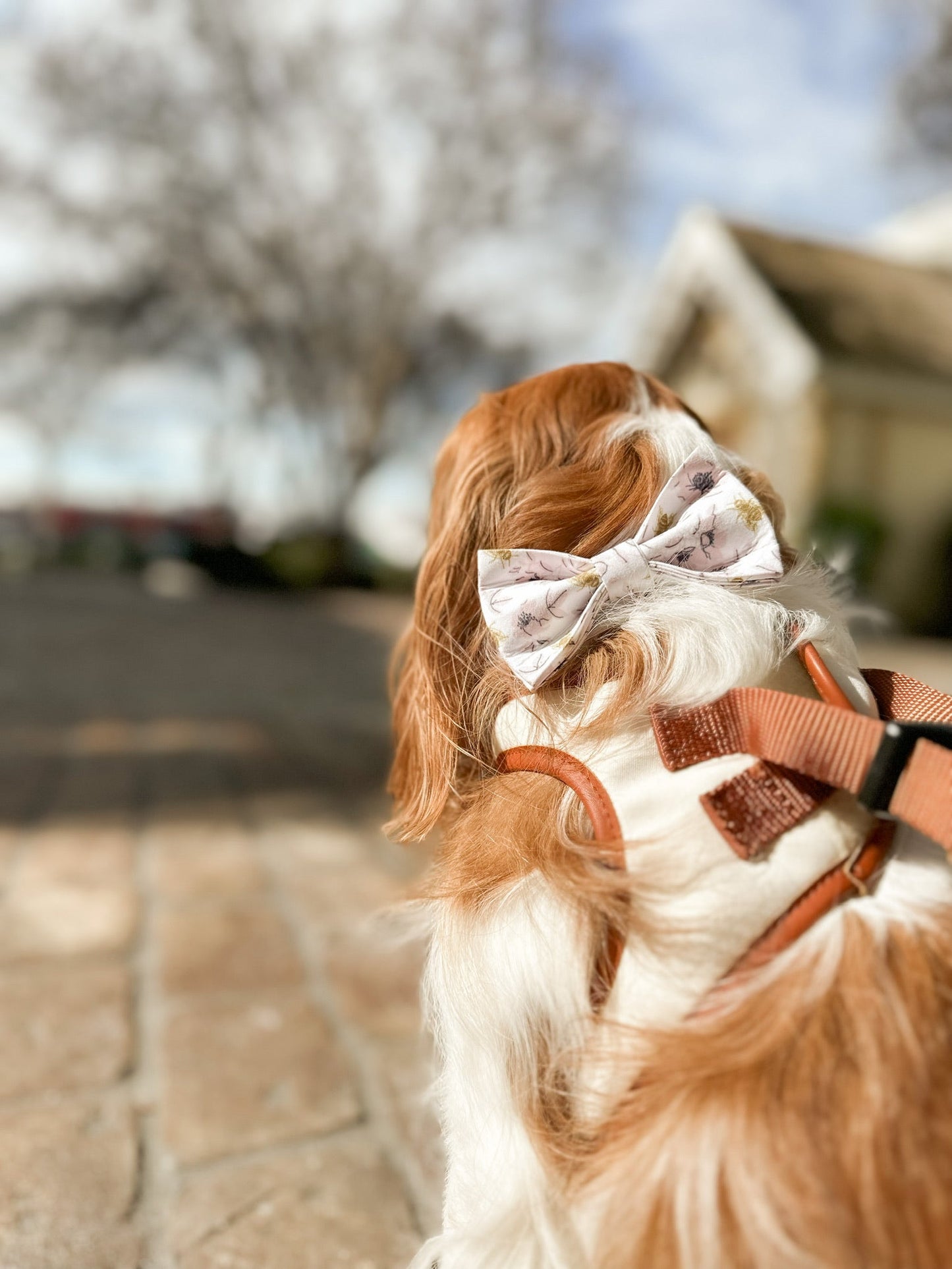 The Doggie Collar- Honey Lane