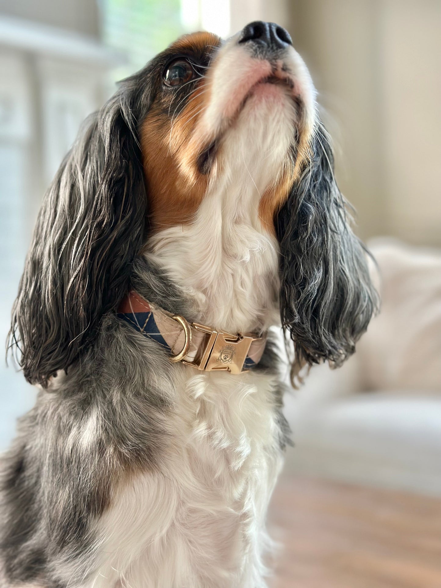 The Doggie Collar - Brooklyn