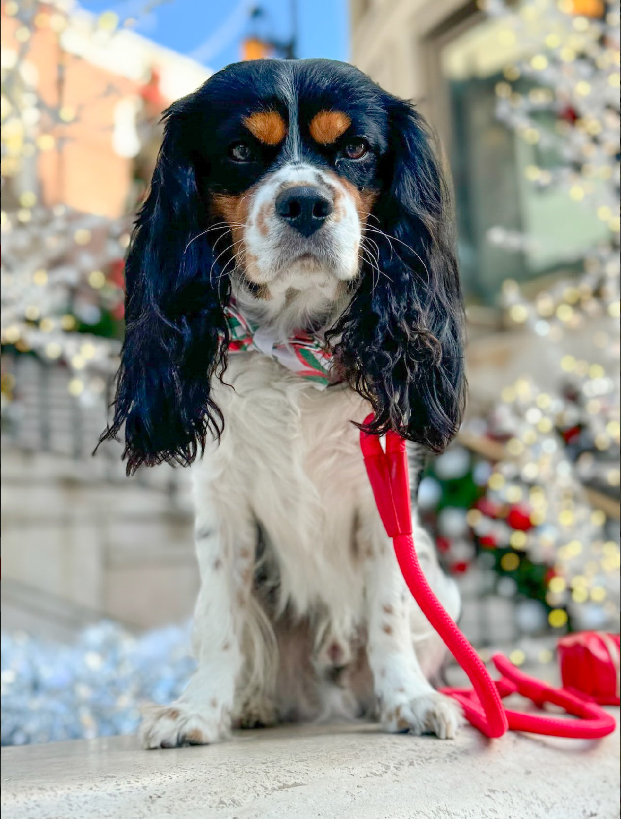 The Classic Leash - Candy Apple