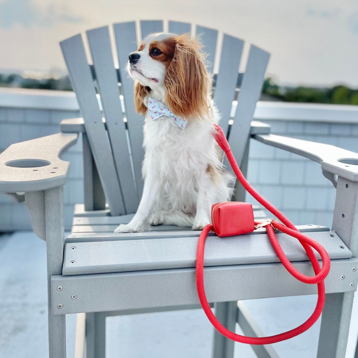 The Doggie Bow Tie - Aruba