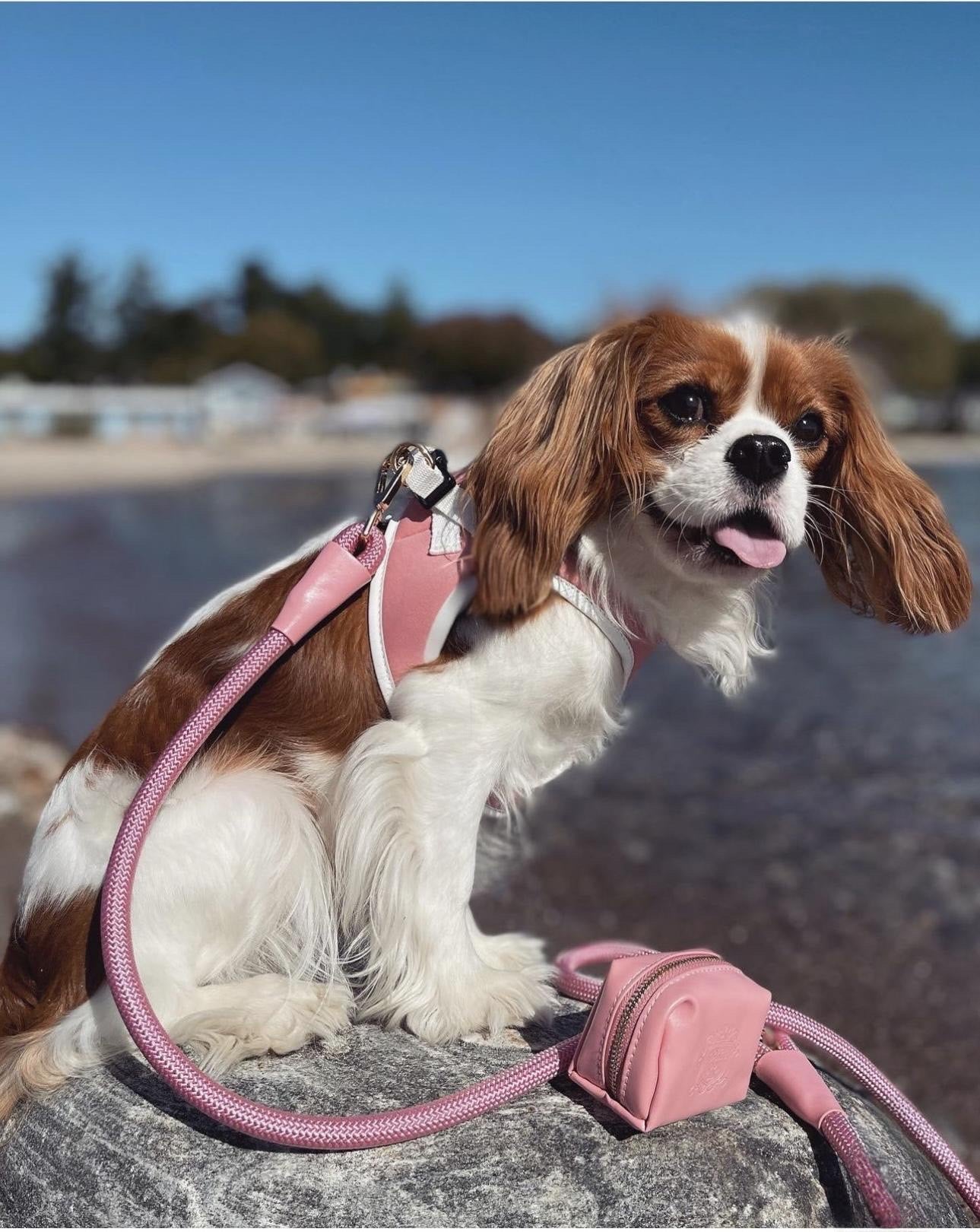 The Classic Leash - Malibu