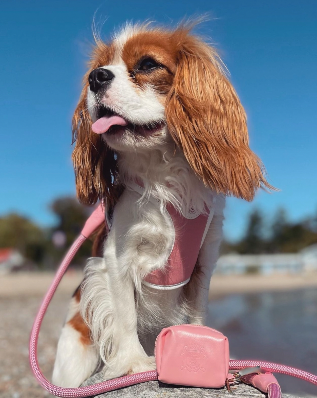 The Classic Leash - Malibu