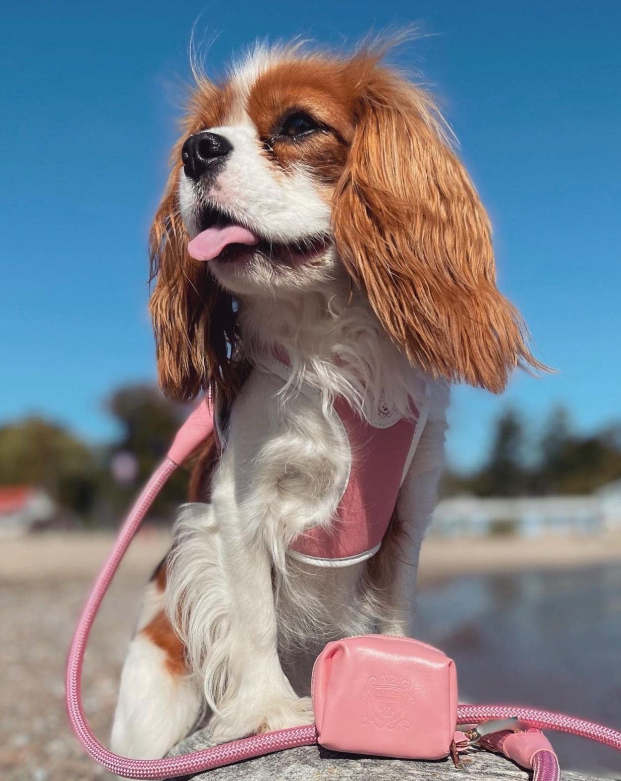 The Classic Waste Bag Holder - Malibu