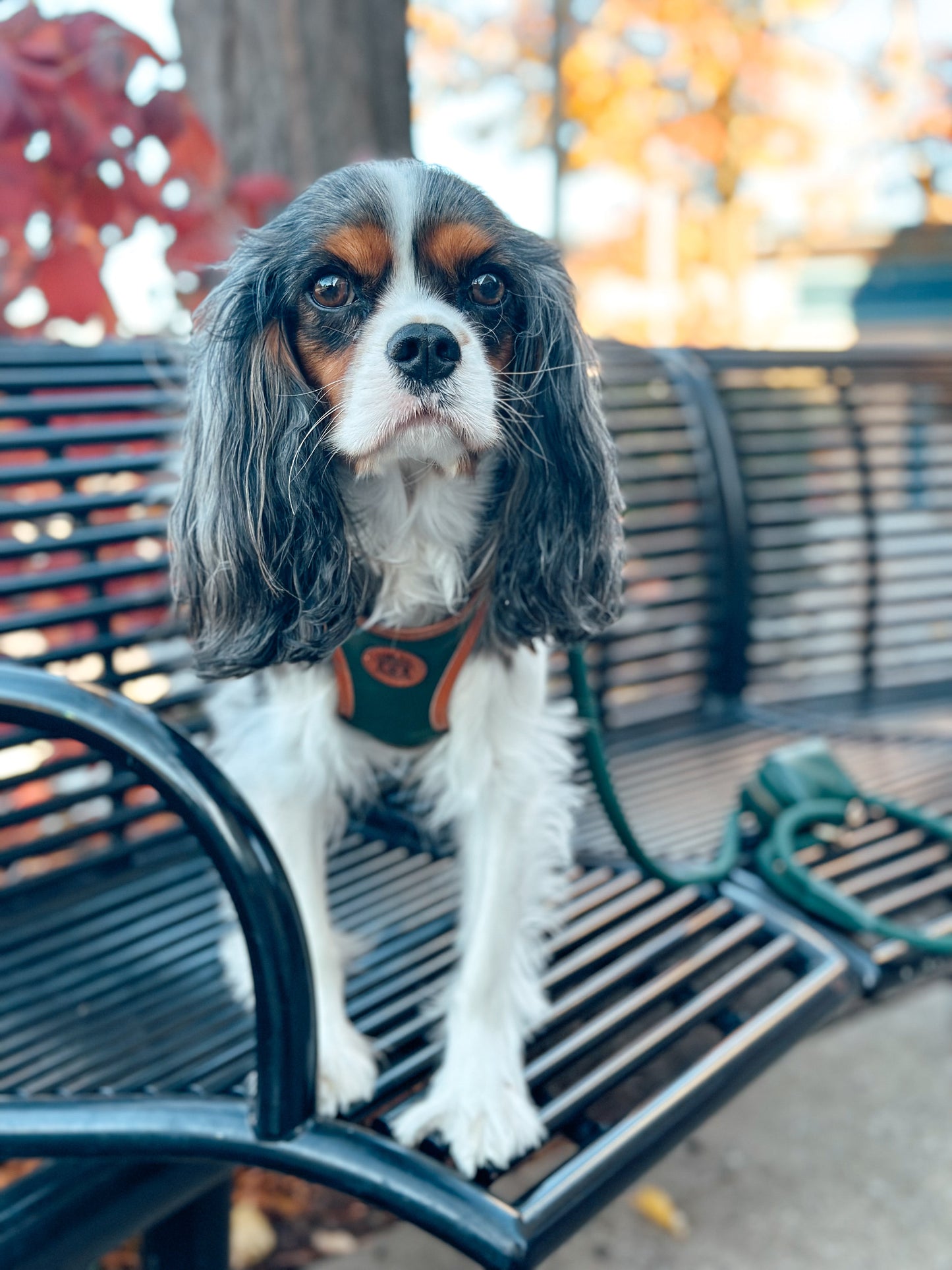 The Classic Harness - Emerald