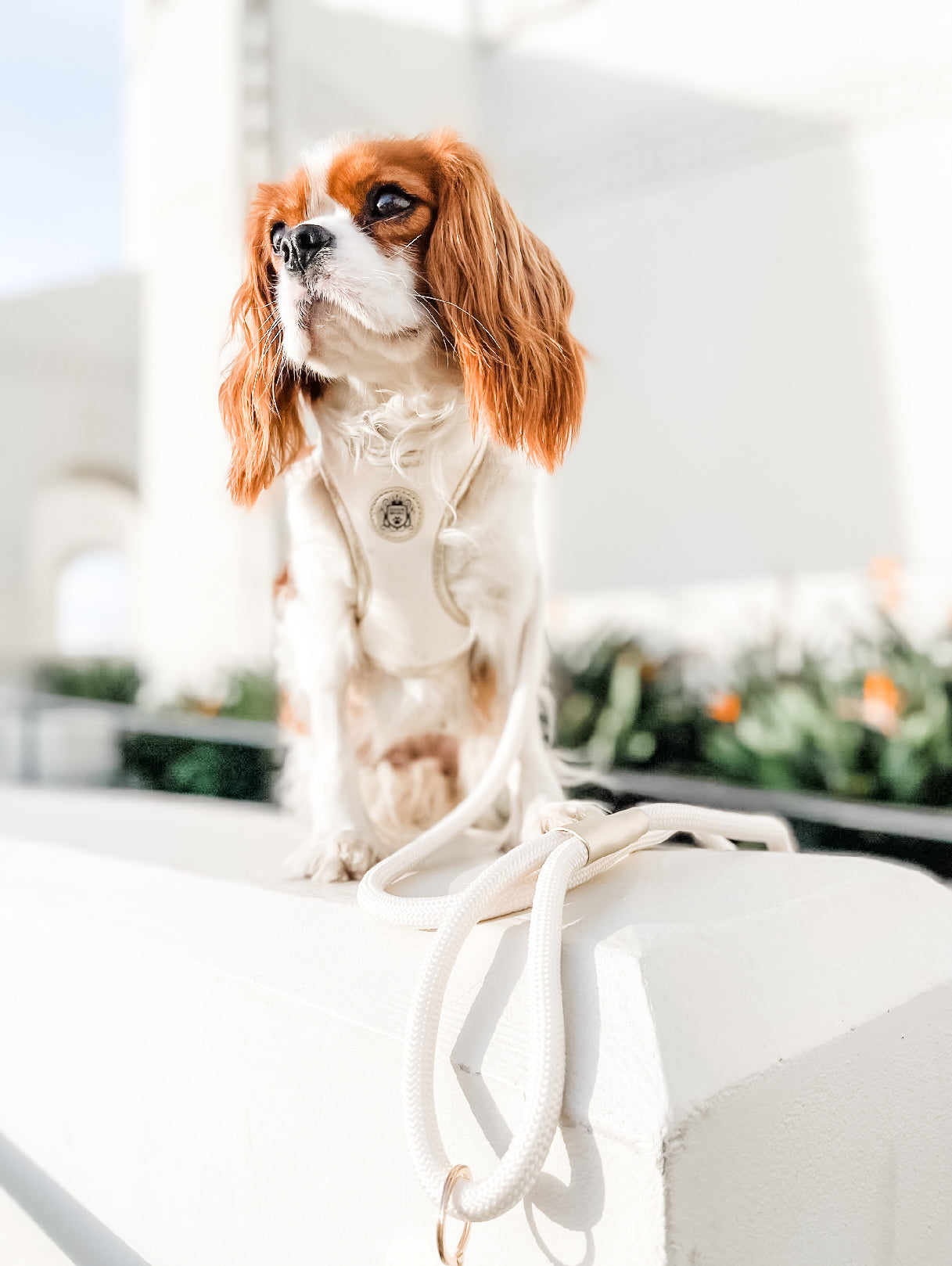 The Classic Leash - Champagne
