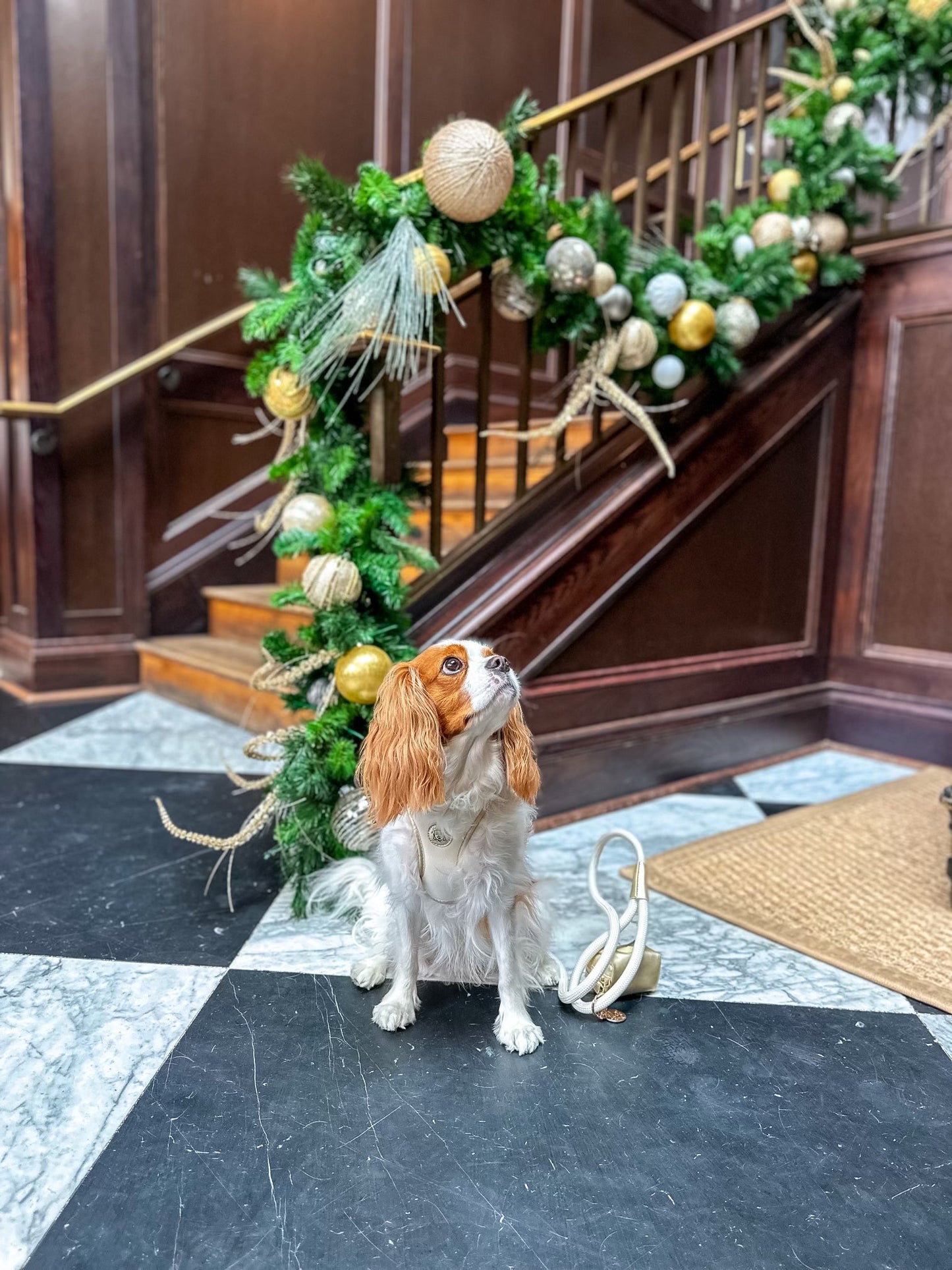 The Classic Leash - Champagne