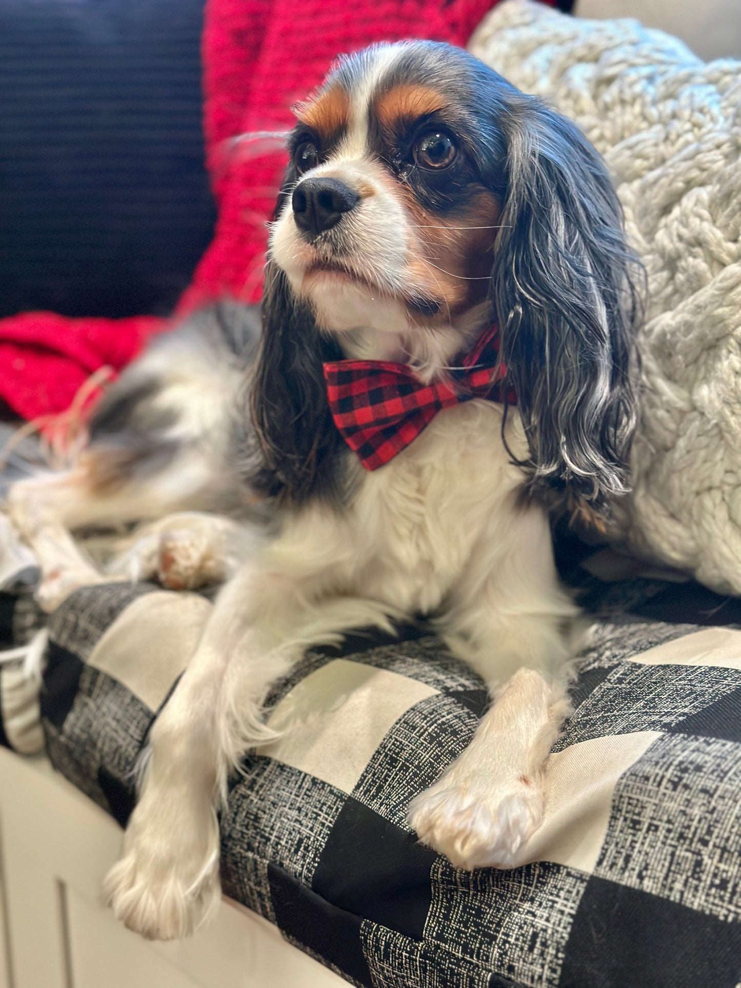 The Doggie Bow Tie - Aspen
