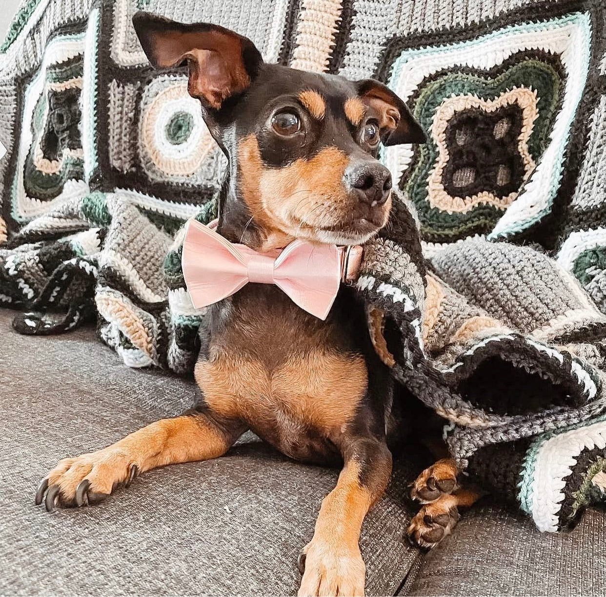 The Everyday Tuxedo Collar - Ice Pink (Gold Hardware)