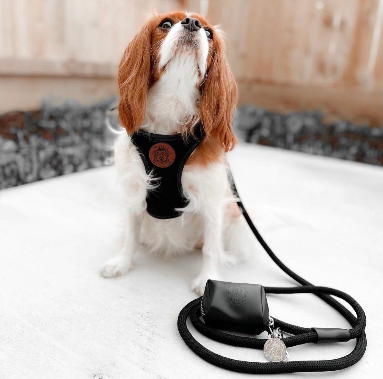 The Classic Leash - Licorice (Silver Hardware)