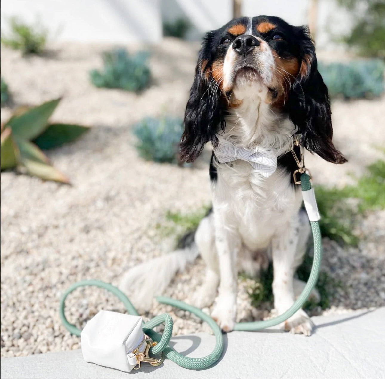 The Classic Leash - Mojito