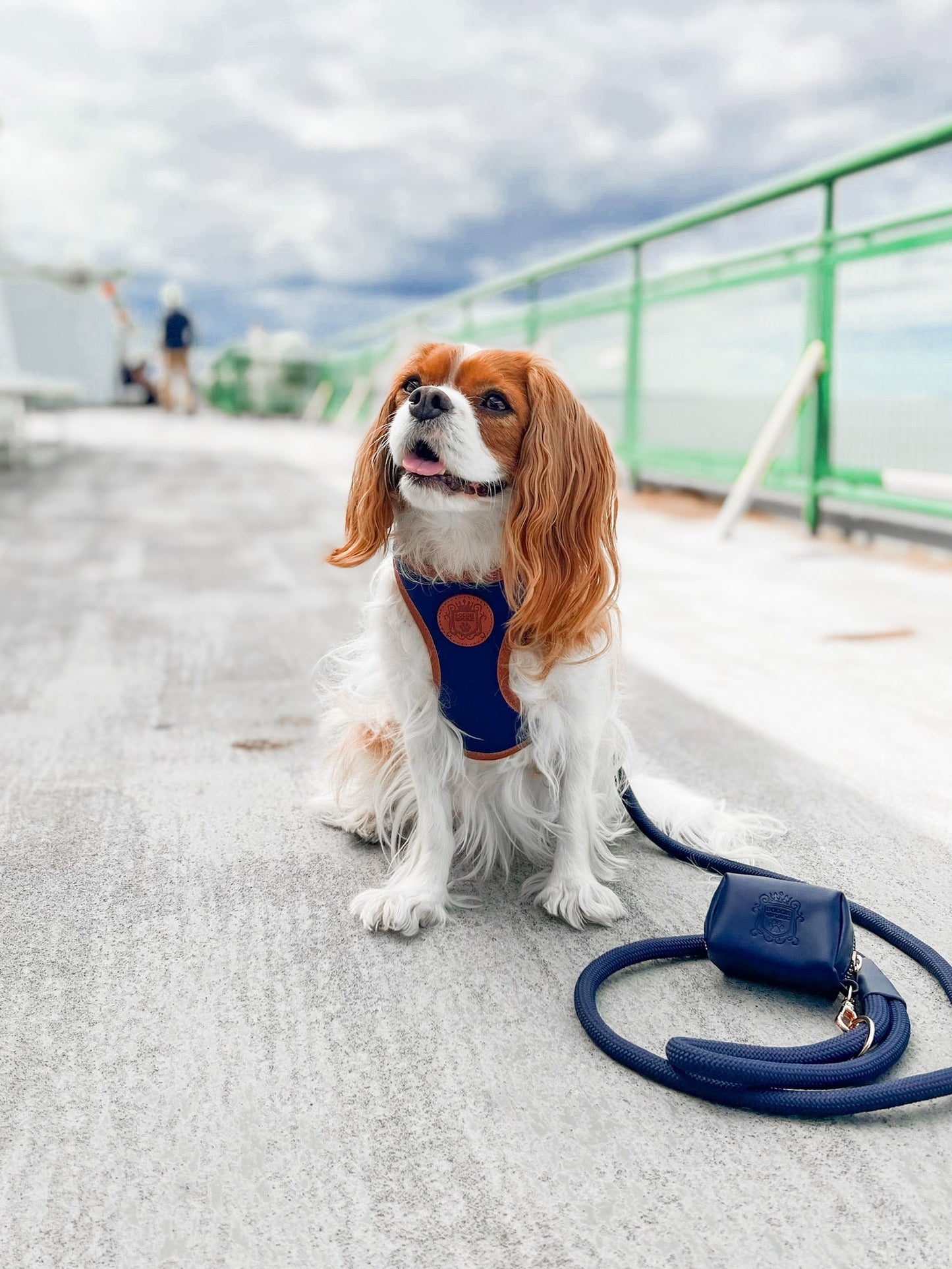 The Classic Leash - Night Sky