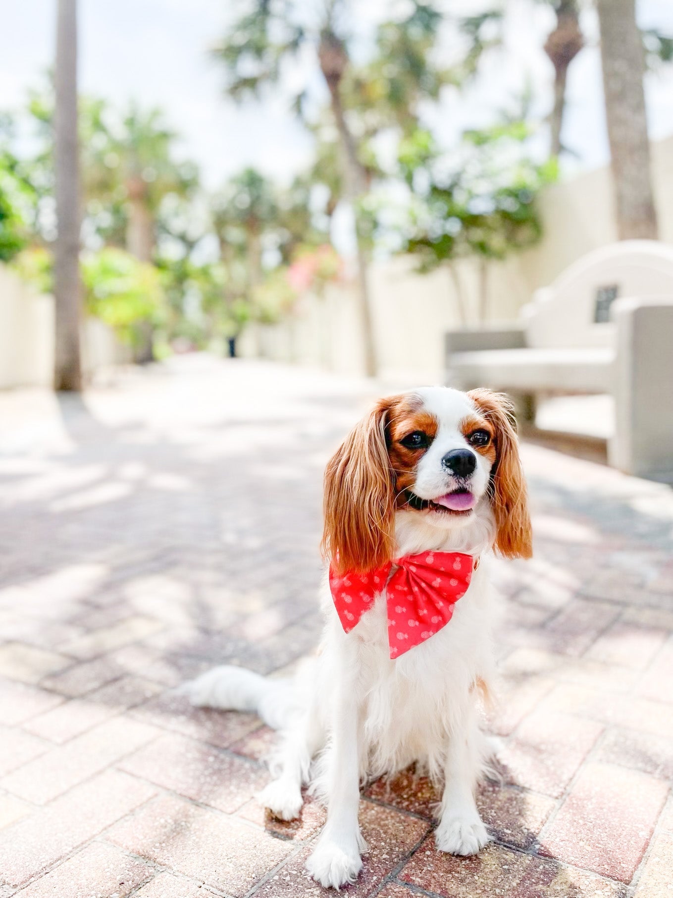 The Doggie Collar - Bahama