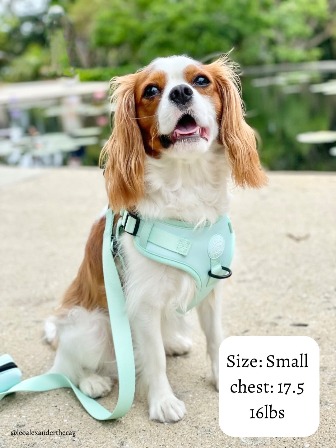 Doggie Sport Harness - Mint To Be