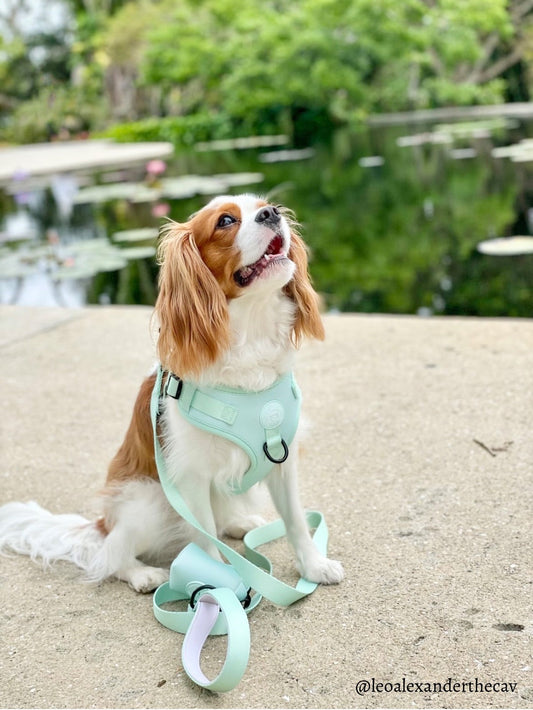 Doggie Sport Leash - Mint
