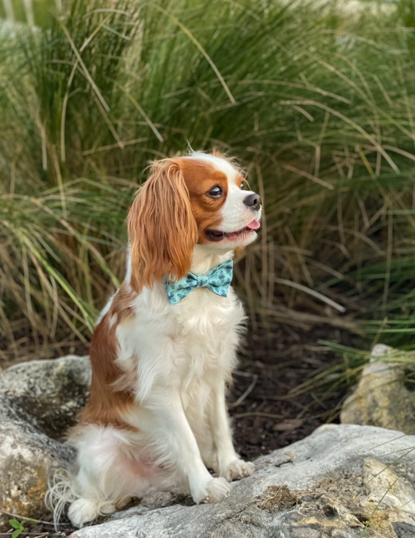 The Doggie Collar- Manuka Road