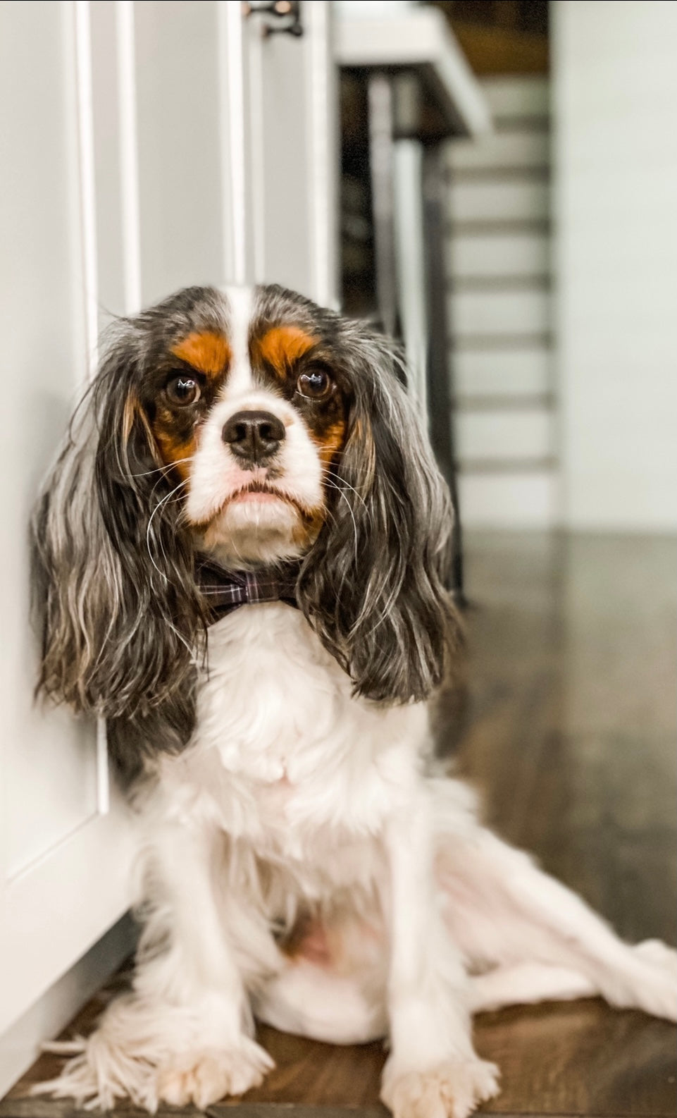 The Doggie Bow Tie - Manhattan