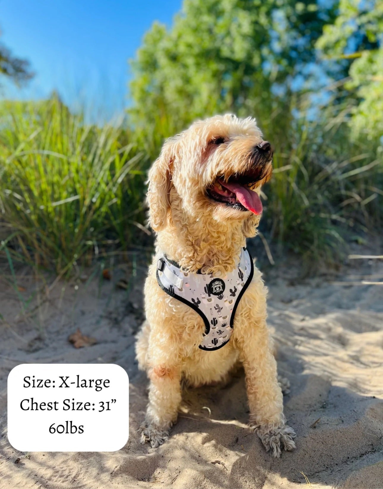 Doggie Sport Harness - No Probllama
