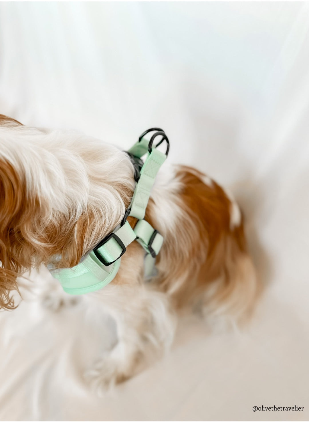 Doggie Sport Harness - Mint To Be