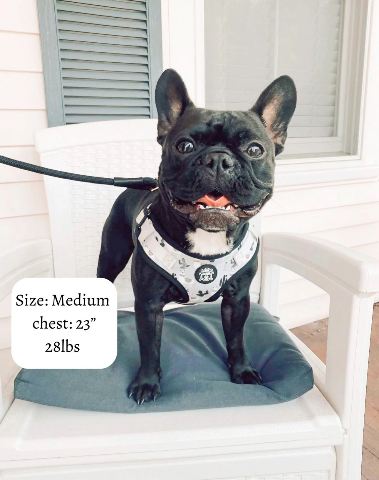 Doggie Sport Harness - No Probllama