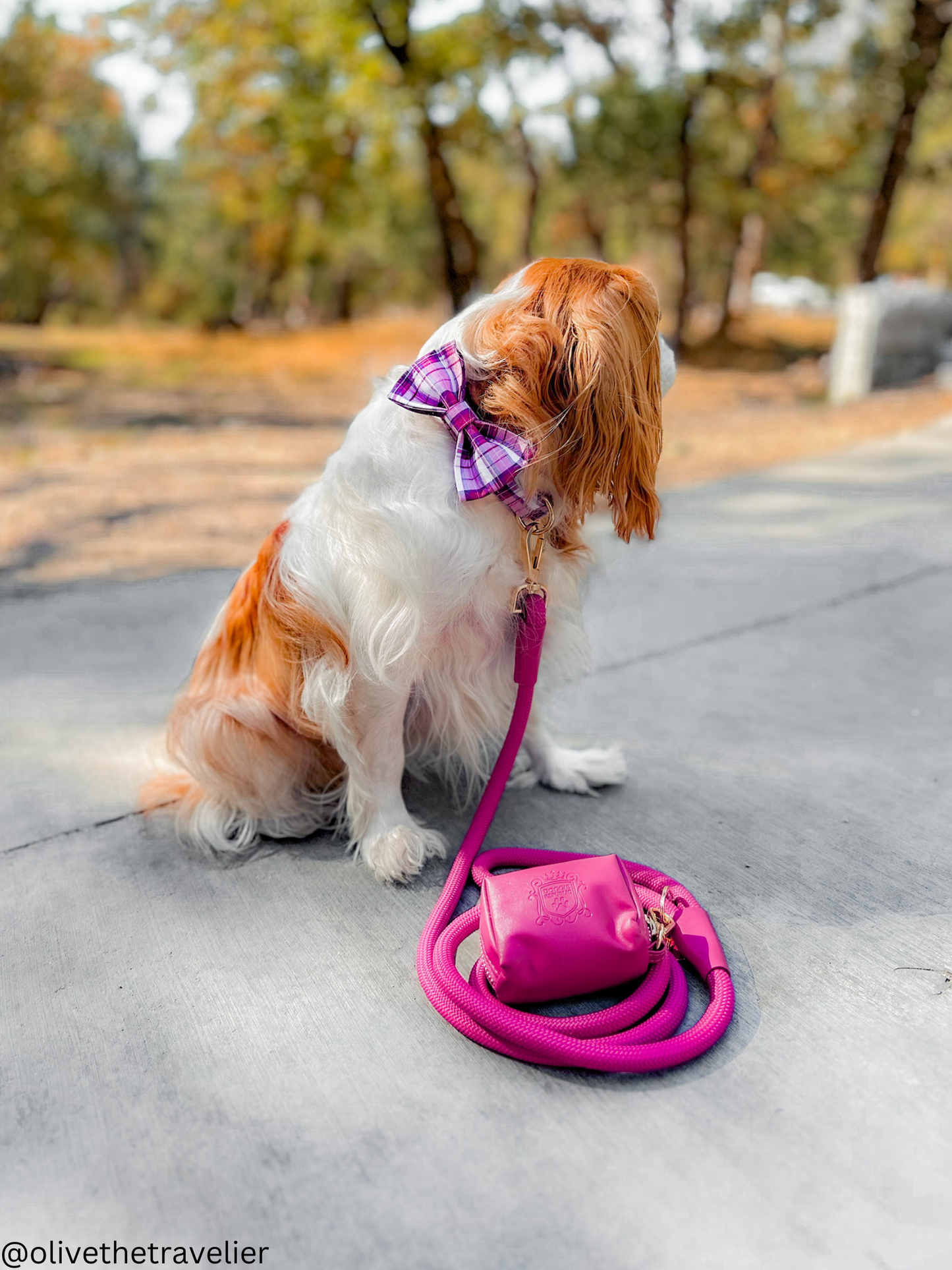 The Doggie Collar - Chelsea