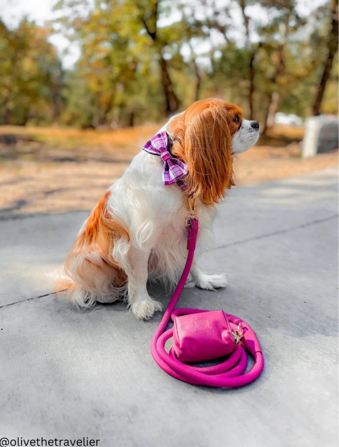 The Classic Leash - Raspberry
