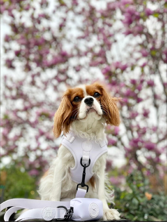 Doggie Sport Harness - I Lilac You A Lot